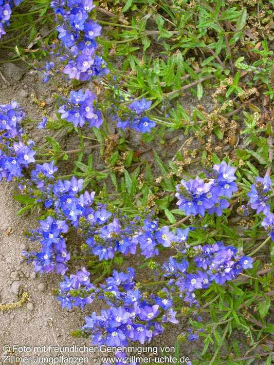 Teppich-Ehrenpreis (Veronica prostrata)