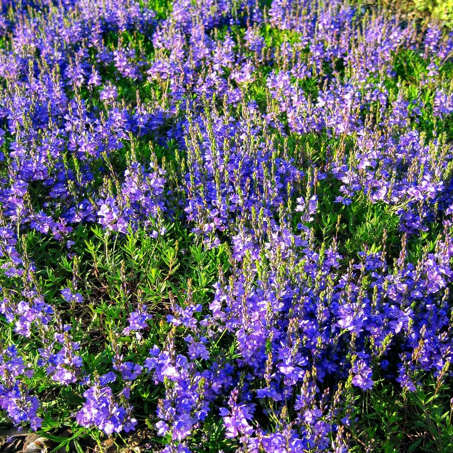 Teppich-Ehrenpreis (Veronica prostrata)