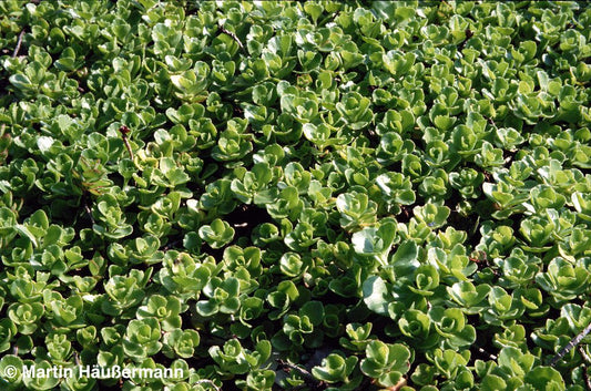 Teppich-Fettblatt 'Album Superbum' (Sedum spurium)