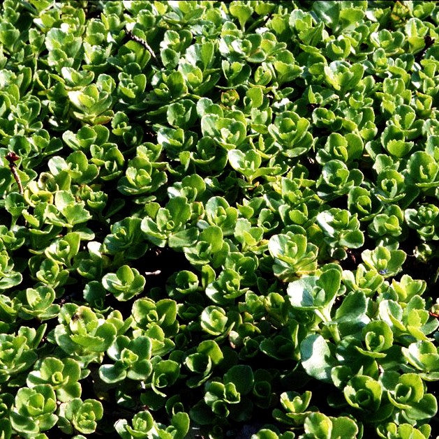 Teppich-Fettblatt 'Album Superbum' (Sedum spurium)