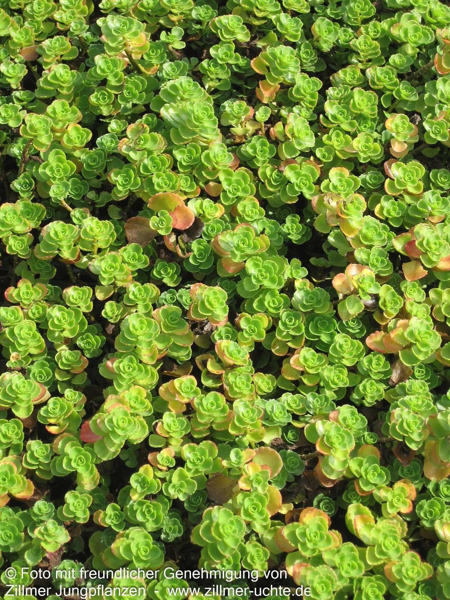 Teppich-Fettblatt 'Album Superbum' (Sedum spurium)