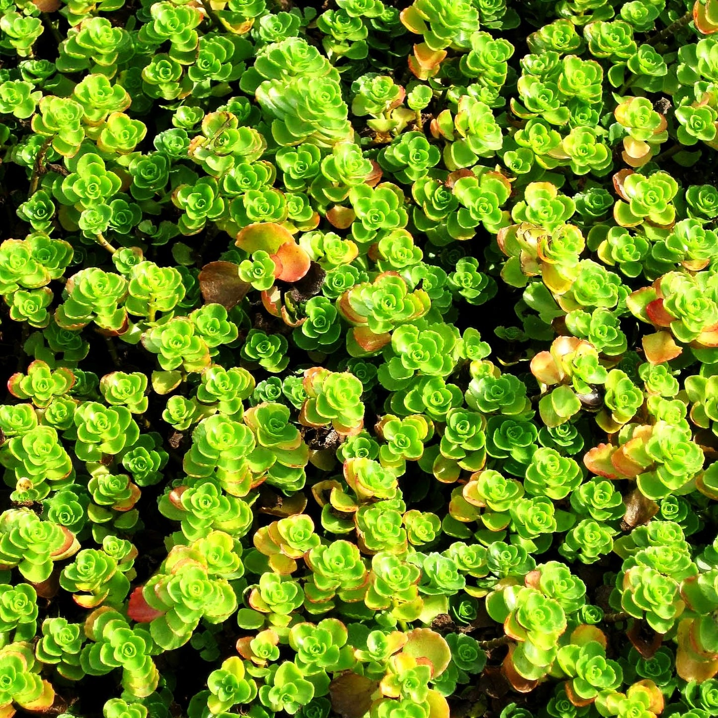 Teppich-Fettblatt 'Album Superbum' (Sedum spurium)