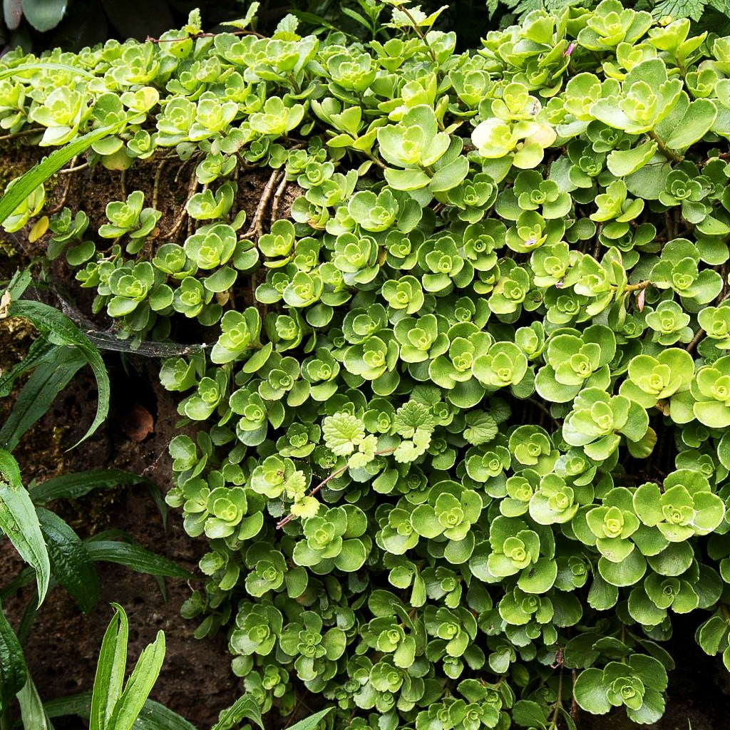 Teppich-Fettblatt 'Album Superbum' (Sedum spurium)