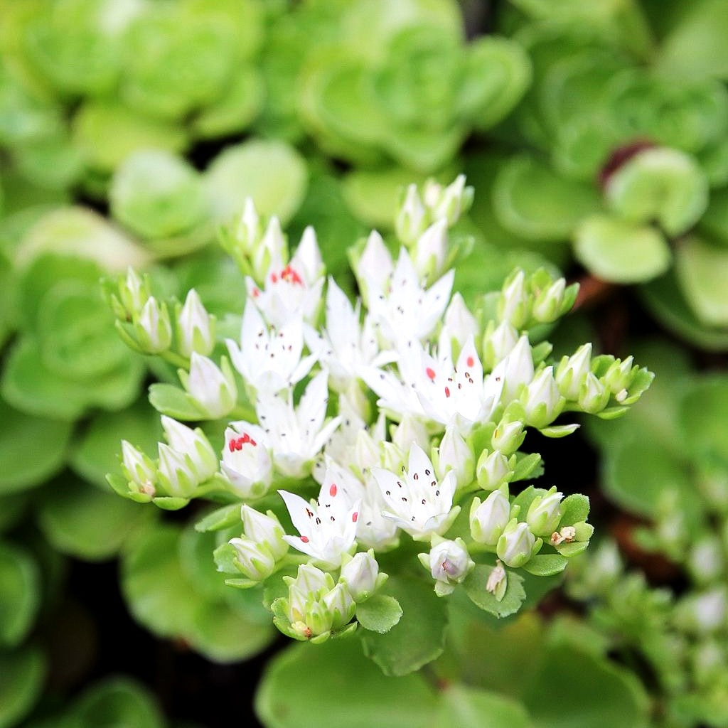 Teppich-Fettblatt 'Album Superbum' (Sedum spurium)