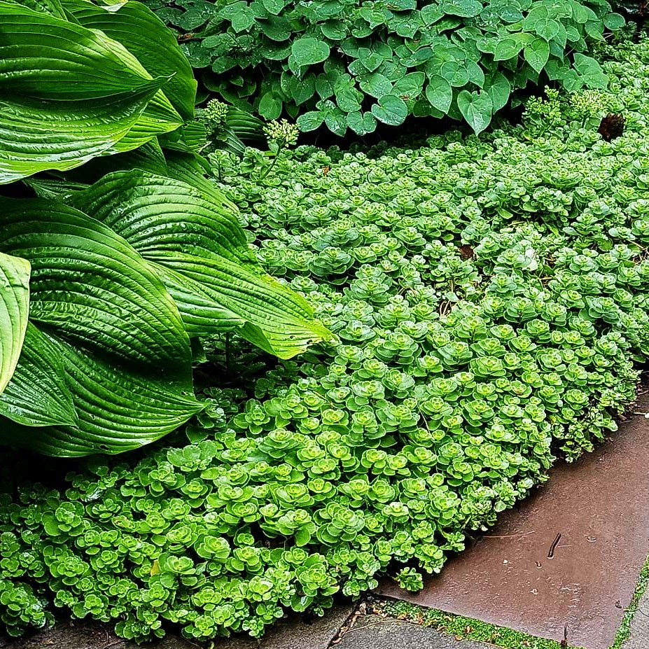 Teppich-Fettblatt 'Album Superbum' (Sedum spurium)