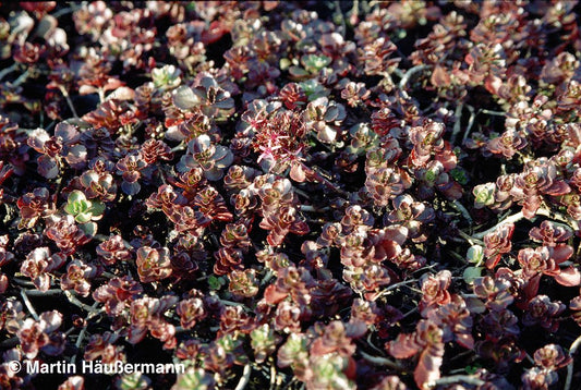 Teppich-Fettblatt 'Fuldaglut' (Sedum spurium)