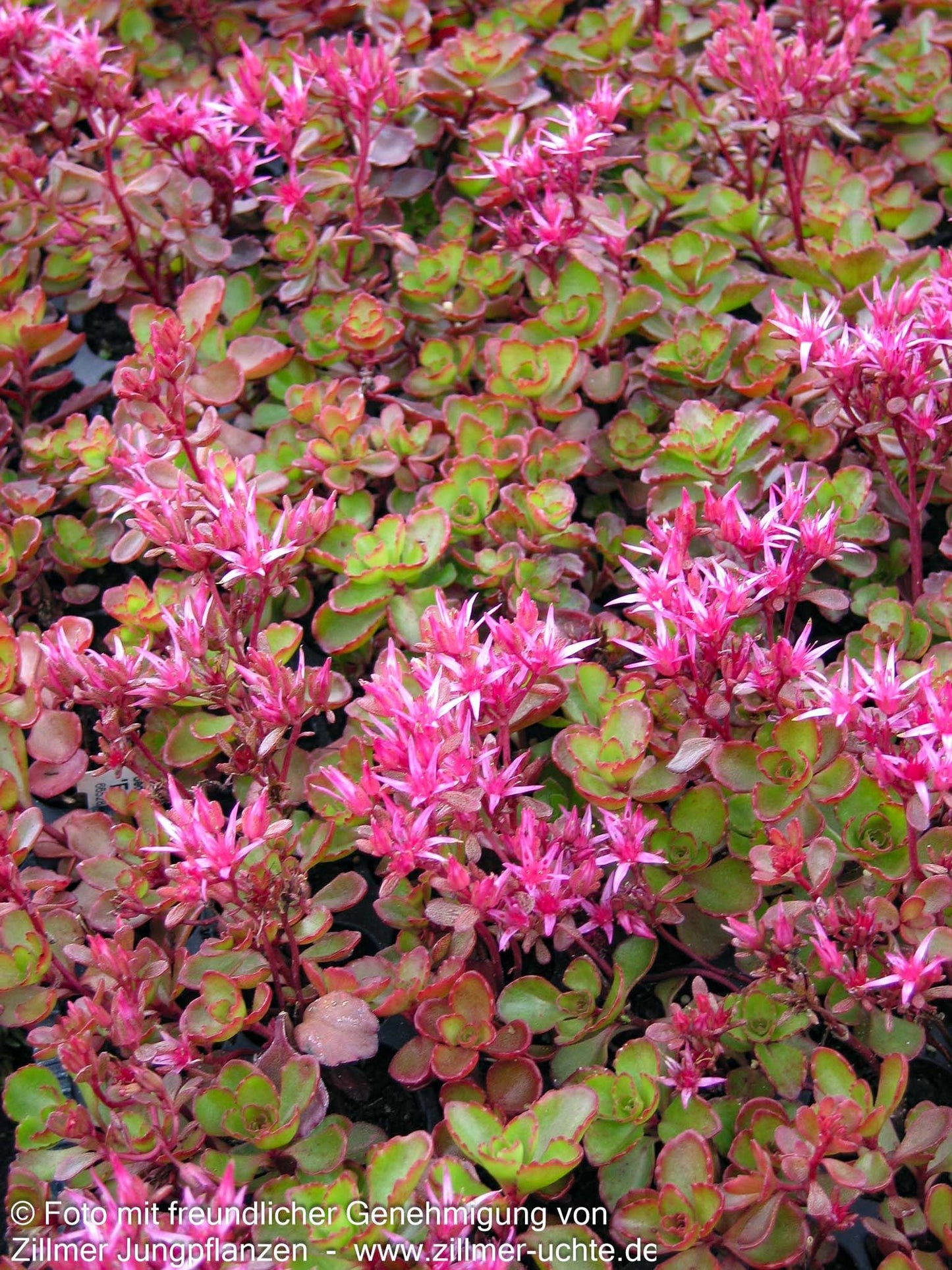 Teppich-Fettblatt 'Fuldaglut' (Sedum spurium)