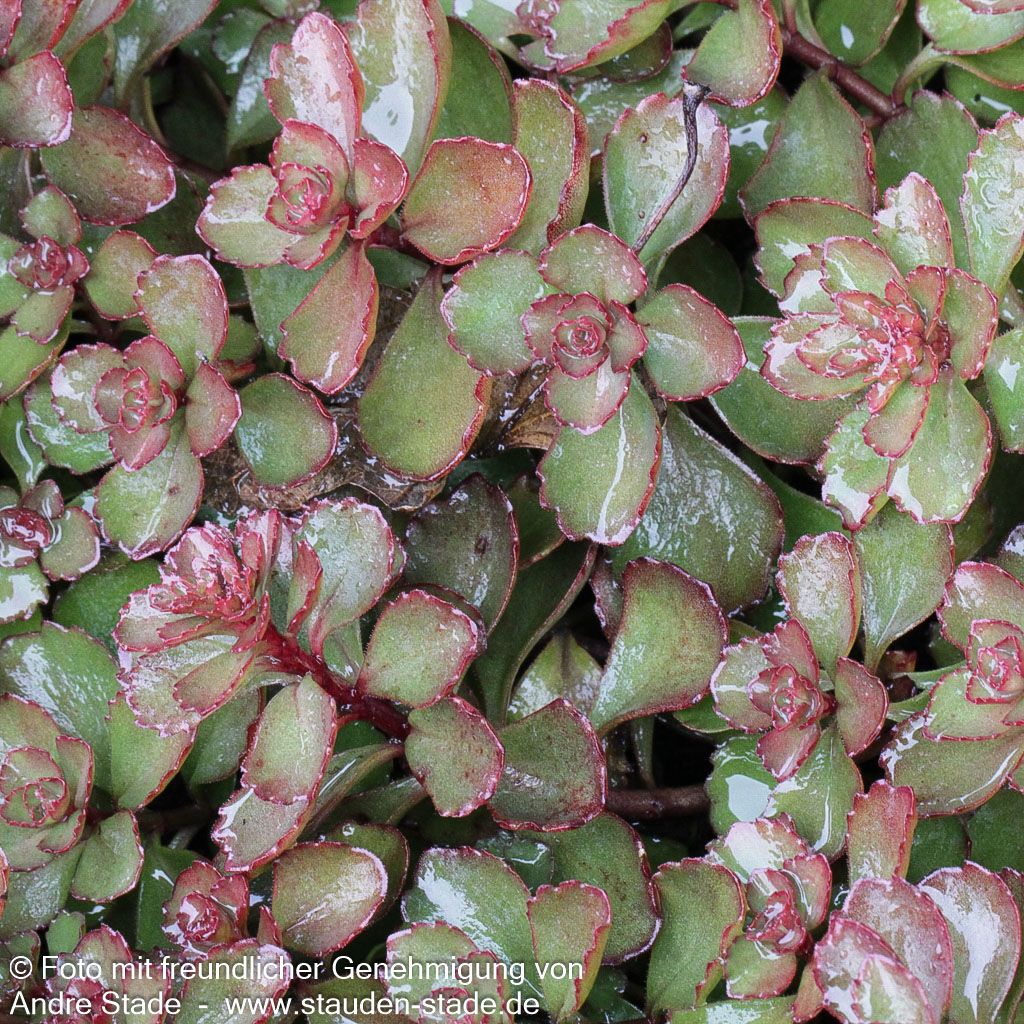 Teppich-Fettblatt 'Fuldaglut' (Sedum spurium)