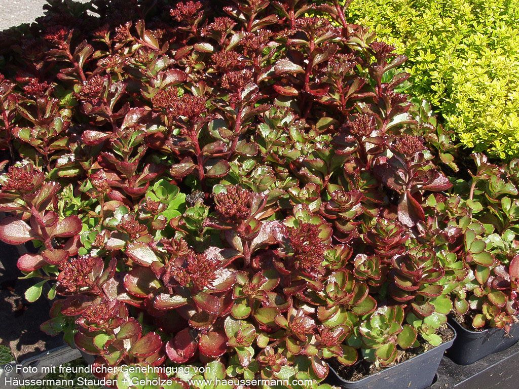 Teppich-Fettblatt 'Fuldaglut' (Sedum spurium)