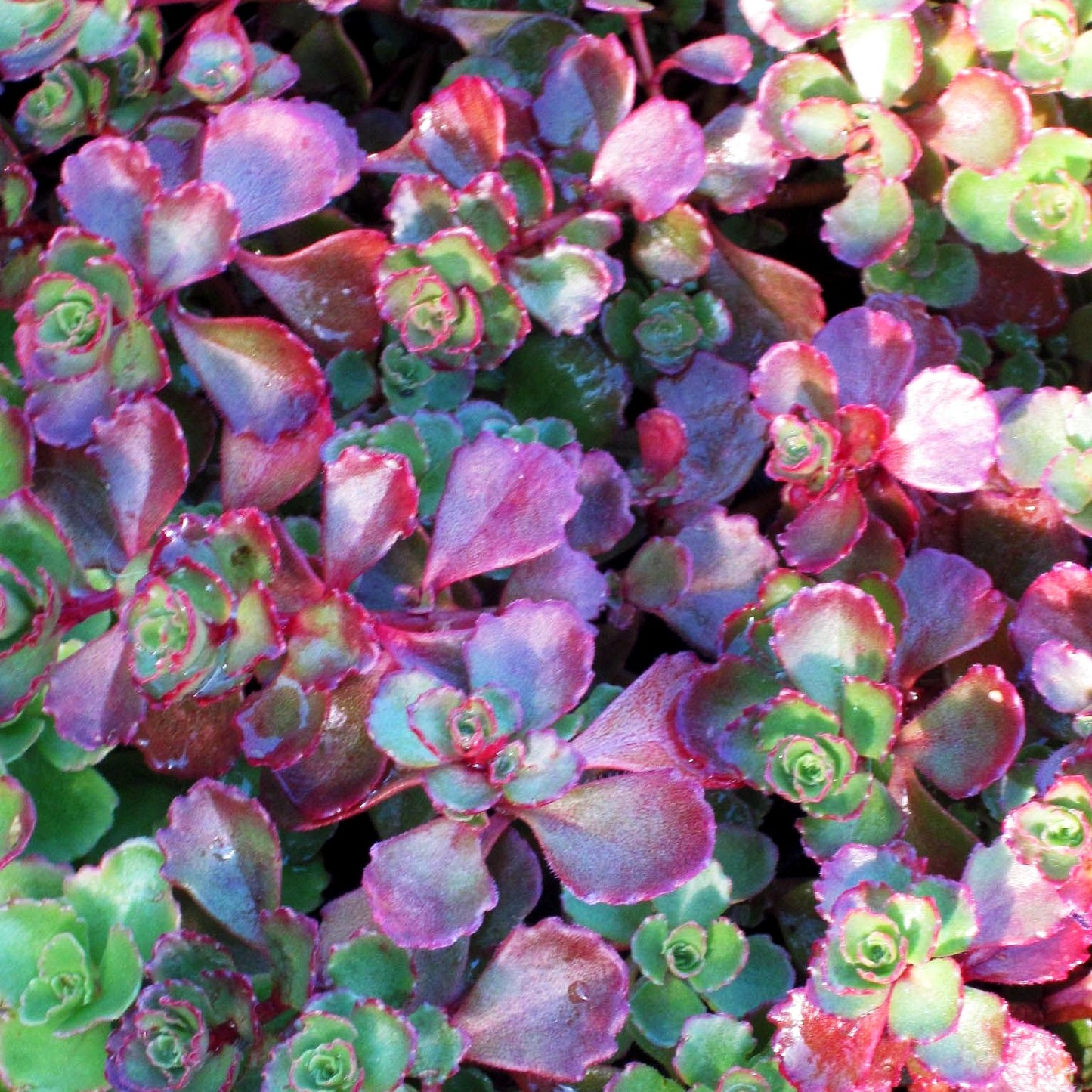 Teppich-Fettblatt 'Schorbuser Blut' (Sedum spurium)