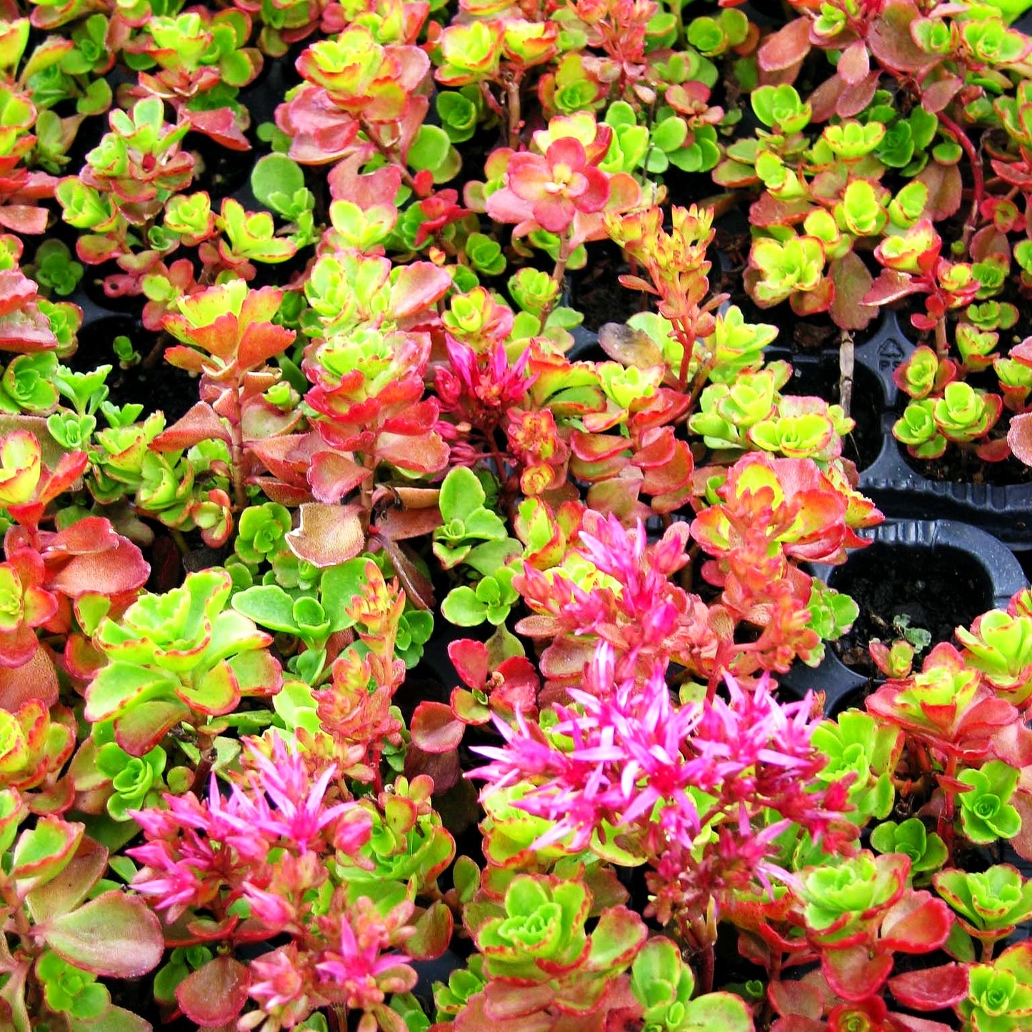 Teppich-Fettblatt 'Schorbuser Blut' (Sedum spurium)
