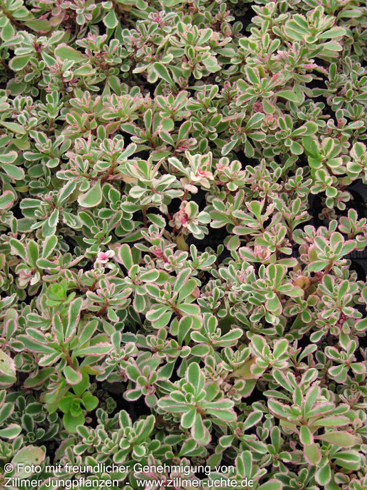 Teppich-Fettblatt 'Tricolor' (Sedum spurium)