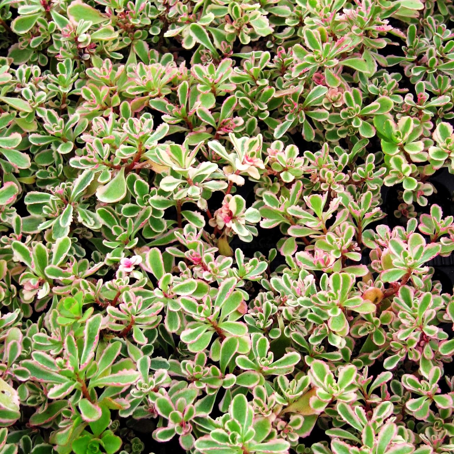 Teppich-Fettblatt 'Tricolor' (Sedum spurium)