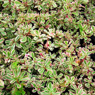 Teppich-Fettblatt 'Tricolor' (Sedum spurium)