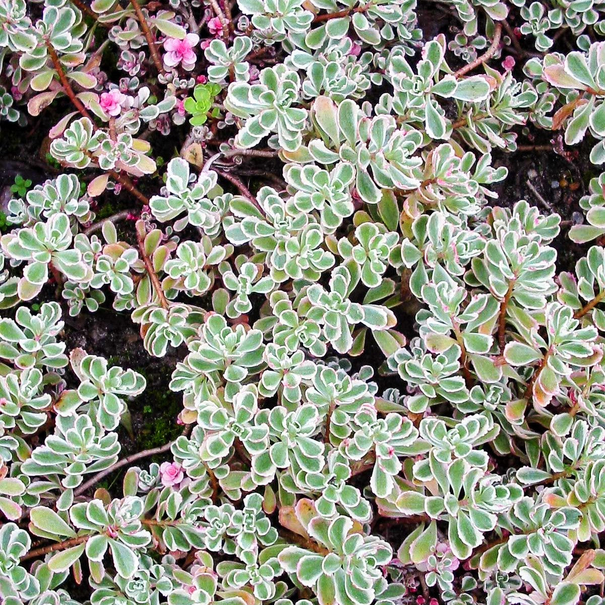 Teppich-Fettblatt 'Tricolor' (Sedum spurium)