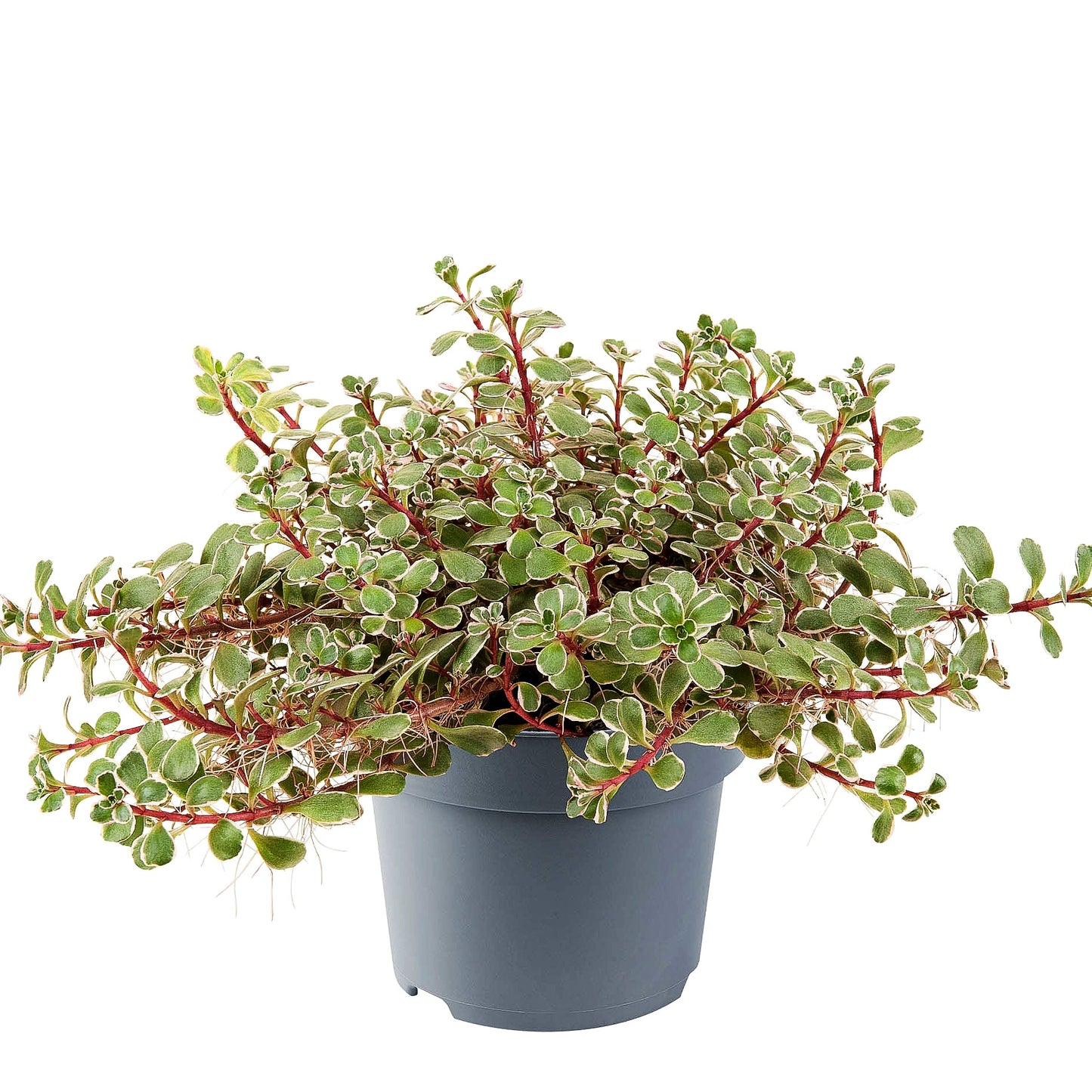 Teppich-Fettblatt 'Tricolor' (Sedum spurium)