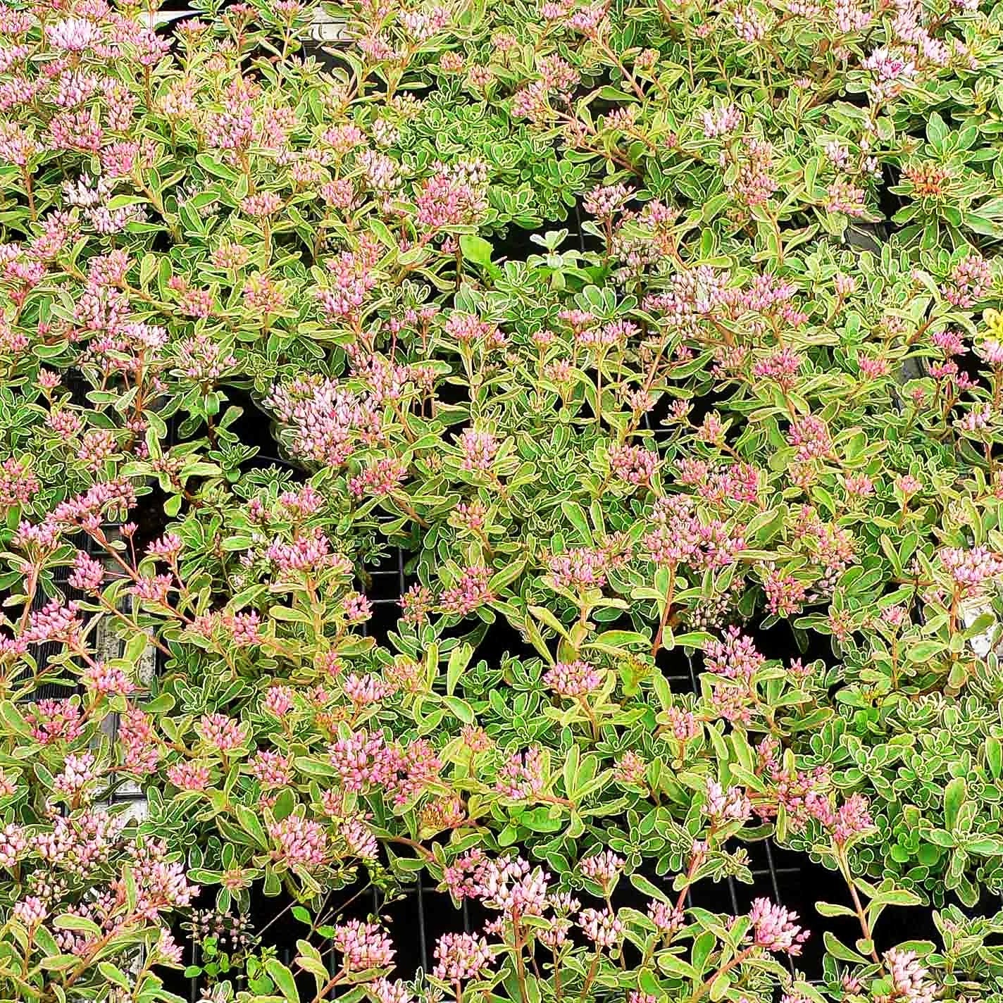 Teppich-Fettblatt 'Tricolor' (Sedum spurium)