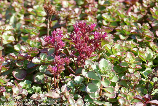 Teppich-Fettblatt 'Voodoo' (Sedum spurium)
