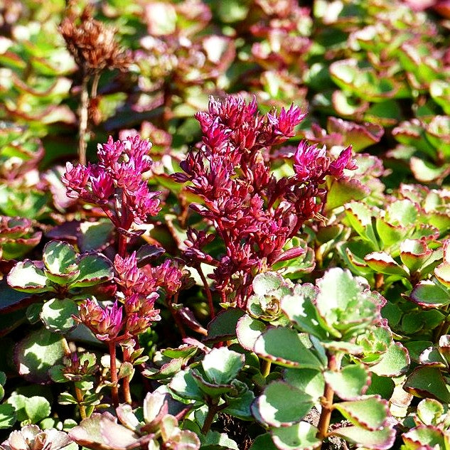 Teppich-Fettblatt 'Voodoo' (Sedum spurium)
