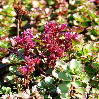 Teppich-Fettblatt 'Voodoo' (Sedum spurium)
