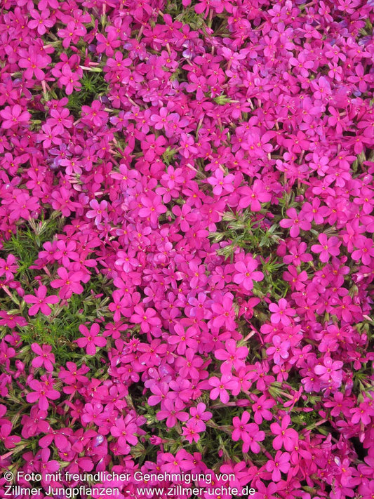 Teppich-Flammenblume 'Crackerjack' (Phlox douglasii)