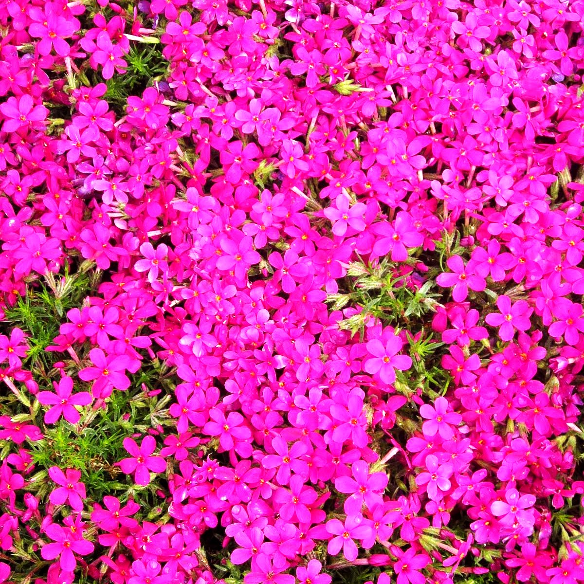 Teppich-Flammenblume 'Crackerjack' (Phlox douglasii)