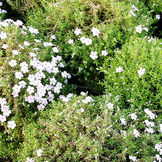 Teppich-Flammenblume 'Lilac Cloud' (Phlox douglasii)