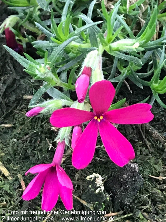 Teppich-Flammenblume 'Ochsenblut' (Phlox douglasii)