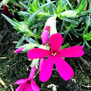 Teppich-Flammenblume 'Ochsenblut' (Phlox douglasii)