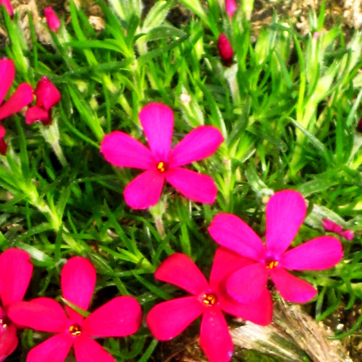 Teppich-Flammenblume 'Ochsenblut' (Phlox douglasii)