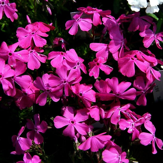 Teppich-Flammenblume 'Ochsenblut' (Phlox douglasii)