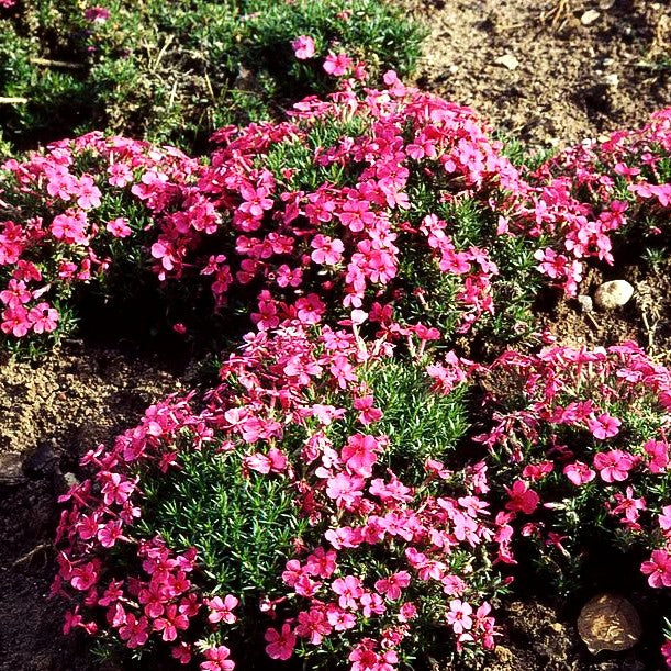 Teppich-Flammenblume 'Pink Button' (Phlox douglasii)