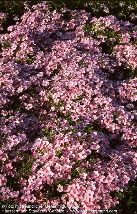 Teppich-Flammenblume 'Rose Cushion' (Phlox douglasii)