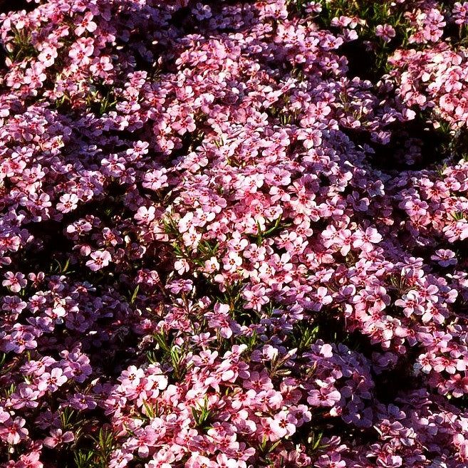Teppich-Flammenblume 'Rose Cushion' (Phlox douglasii)