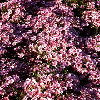 Teppich-Flammenblume 'Rose Cushion' (Phlox douglasii)