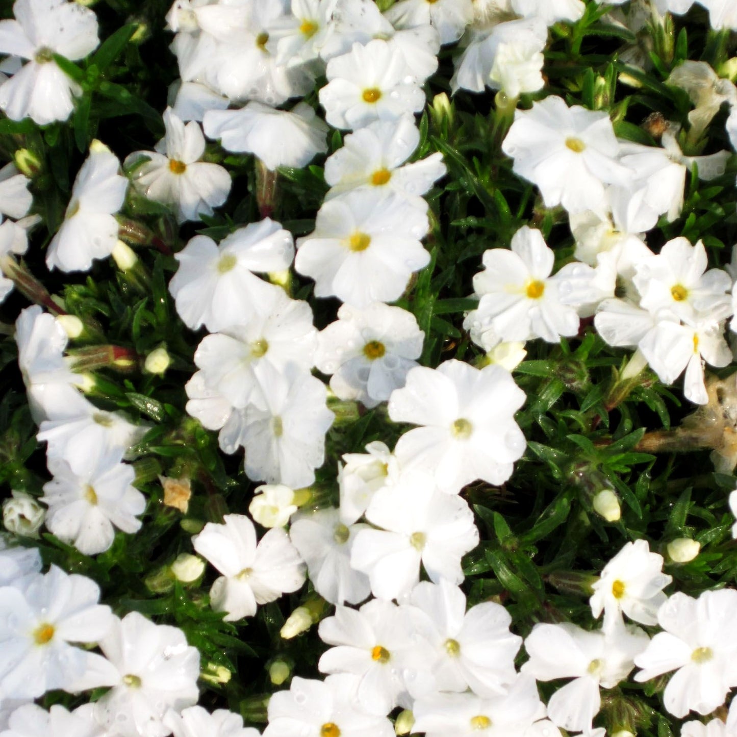 Teppich-Flammenblume 'White Admiral' (Phlox douglasii)