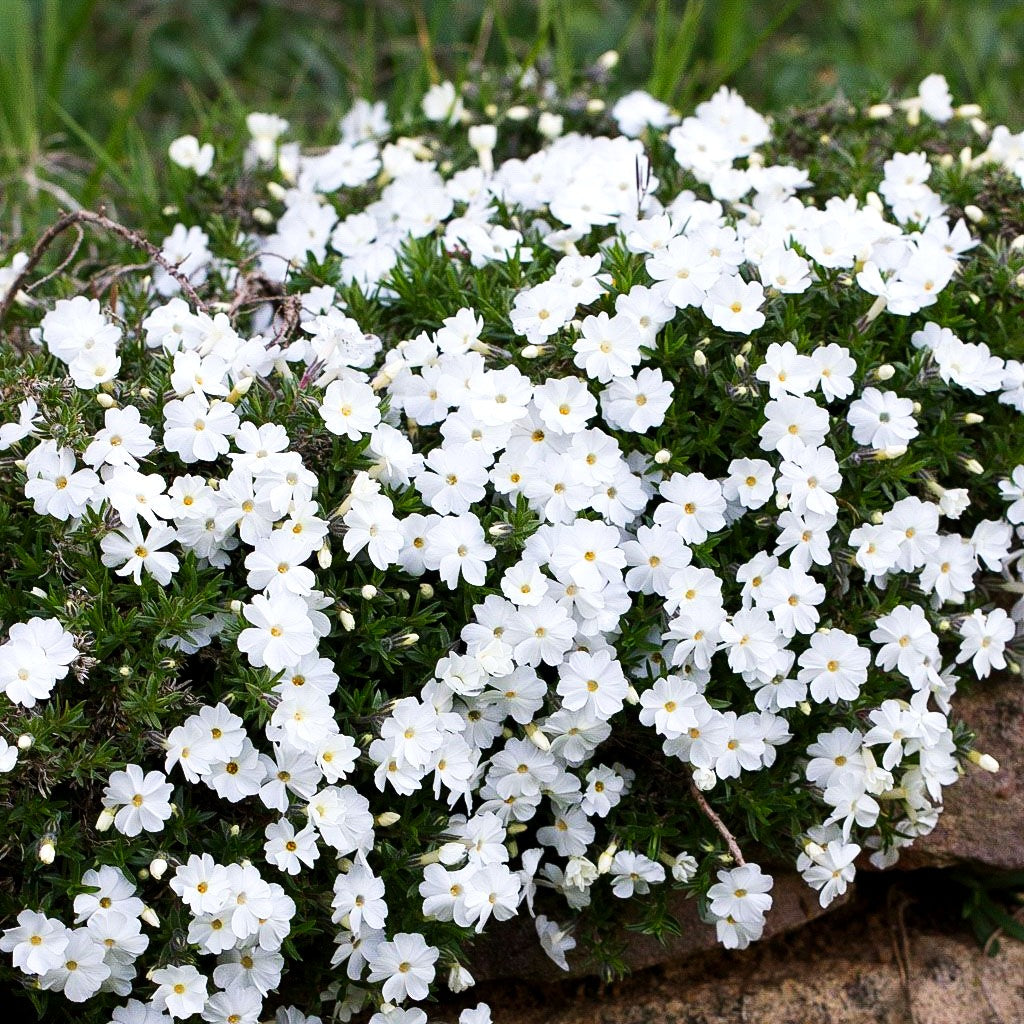 Teppich-Flammenblume 'White Admiral' (Phlox douglasii)