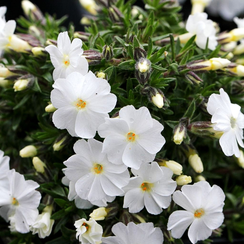 Teppich-Flammenblume 'White Admiral' (Phlox douglasii)