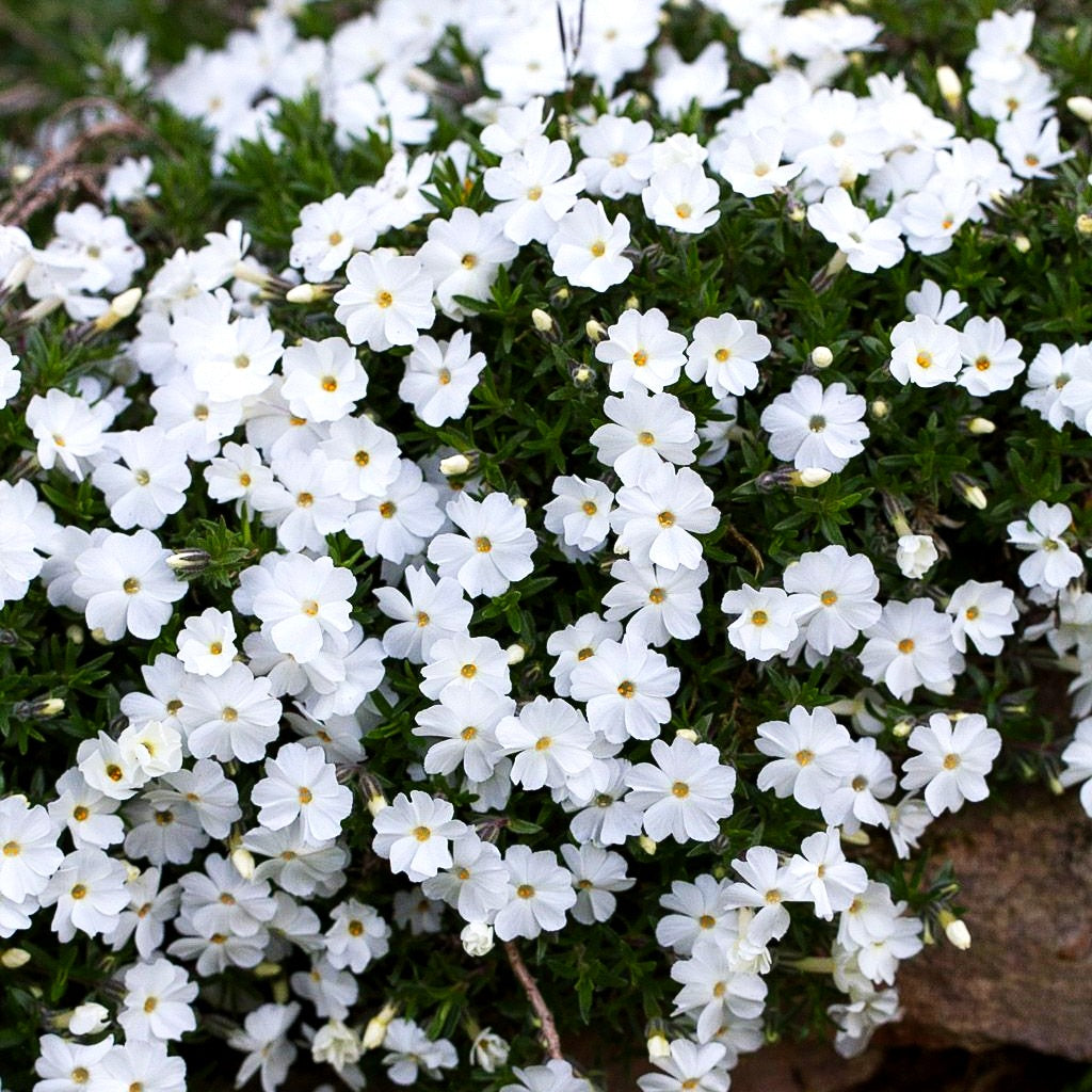 Teppich-Flammenblume 'White Admiral' (Phlox douglasii)
