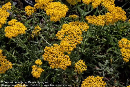 Teppich-Garbe 'Aurea' (Achillea tomentosa)