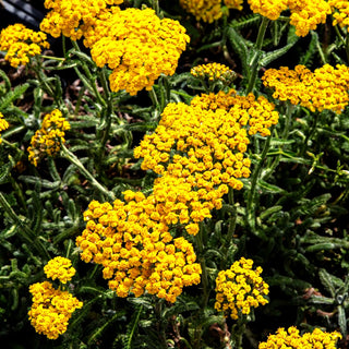 Teppich-Garbe 'Aurea' (Achillea tomentosa)