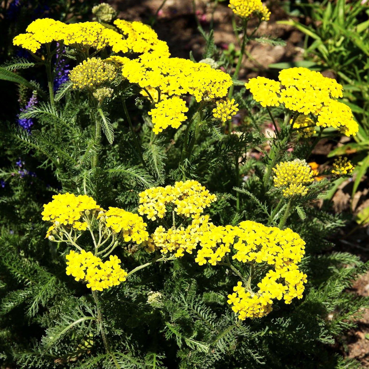 Teppich-Garbe 'Aurea' (Achillea tomentosa)