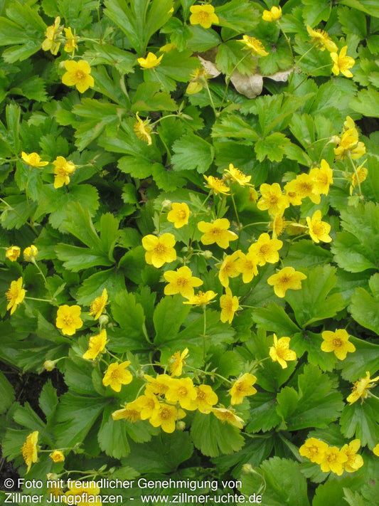 Teppich-Golderdbeere (Waldsteinia ternata)
