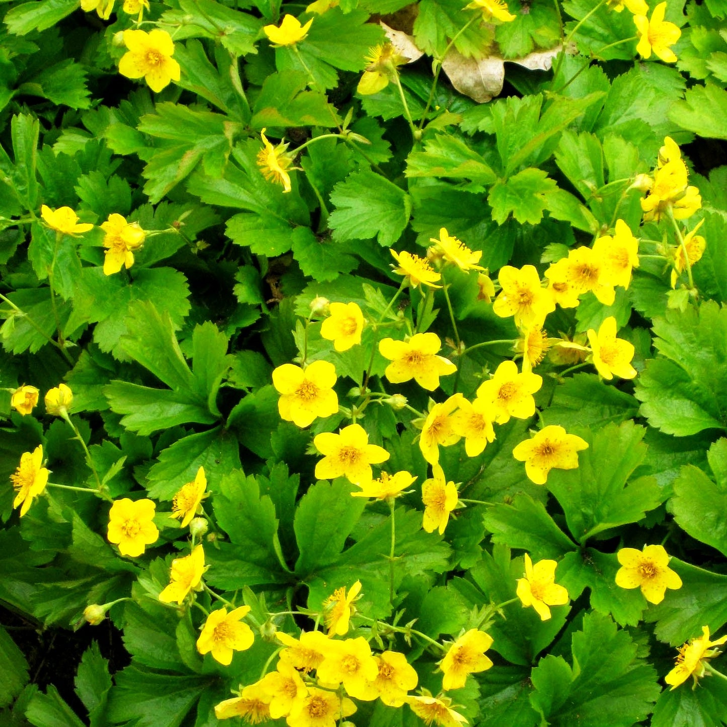 Teppich-Golderdbeere (Waldsteinia ternata)