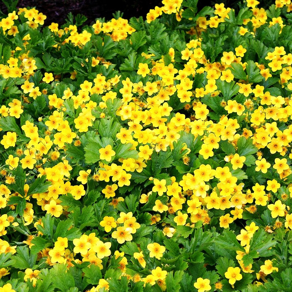 Teppich-Golderdbeere (Waldsteinia ternata)