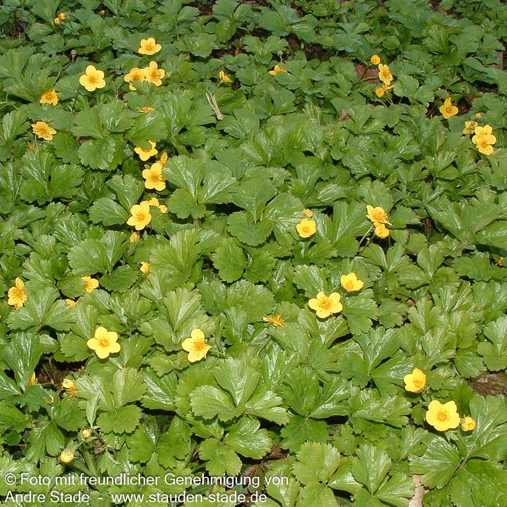 Teppich-Golderdbeere (Waldsteinia ternata)