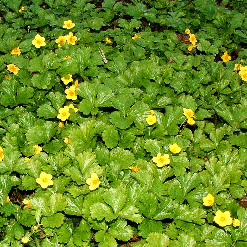 Teppich-Golderdbeere (Waldsteinia ternata)
