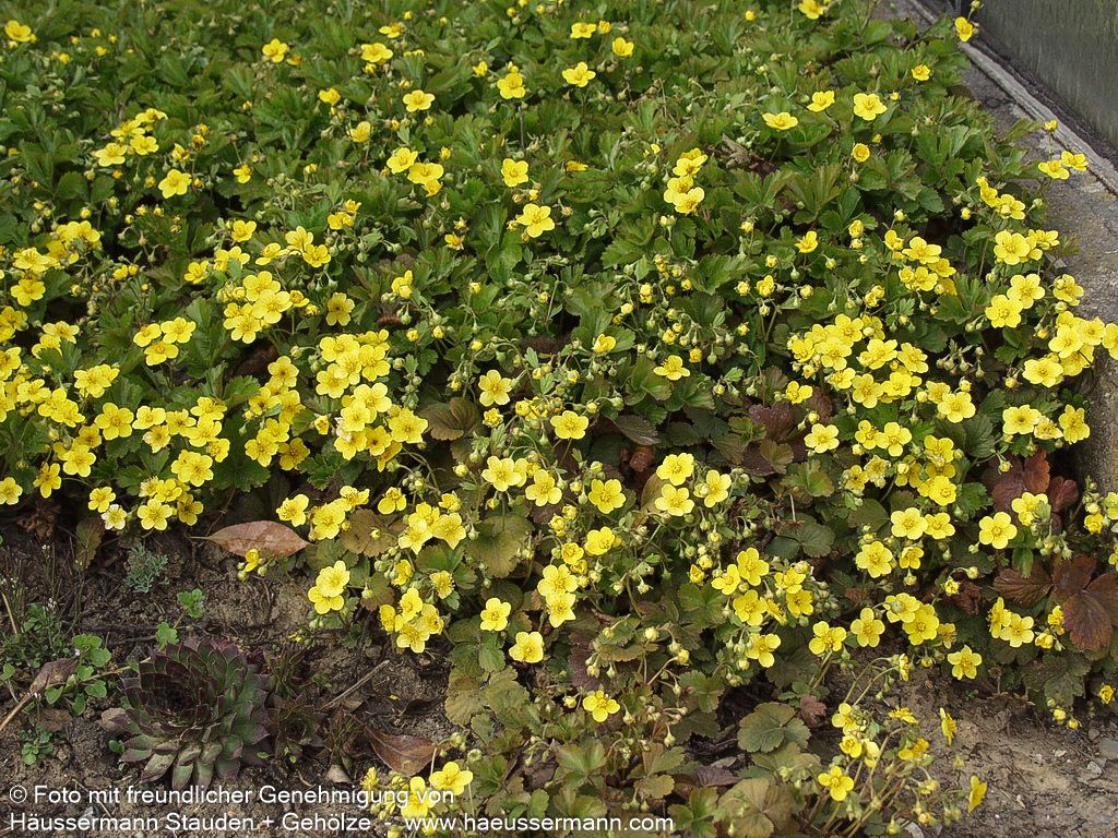 Teppich-Golderdbeere (Waldsteinia ternata)