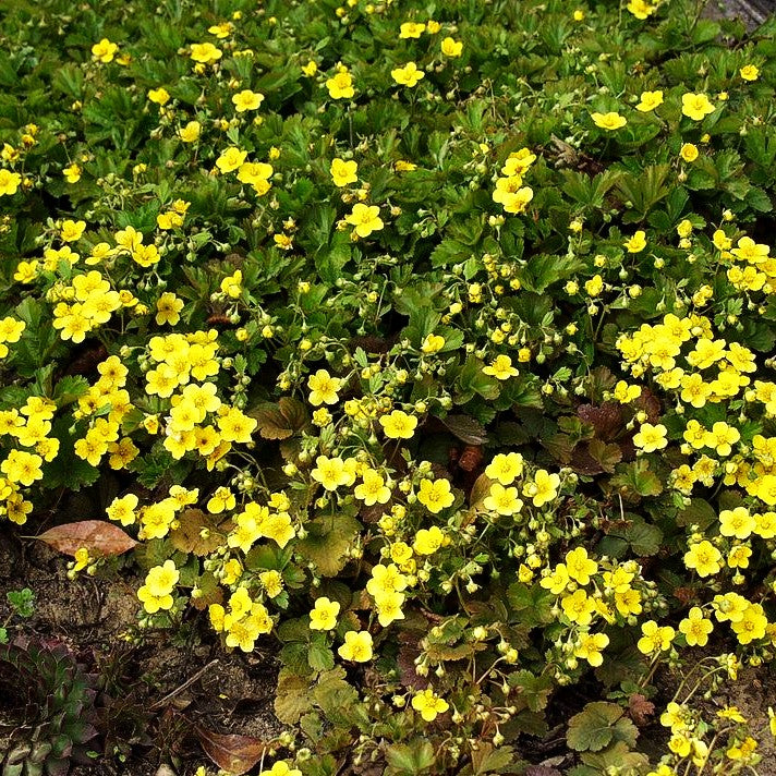 Teppich-Golderdbeere (Waldsteinia ternata)