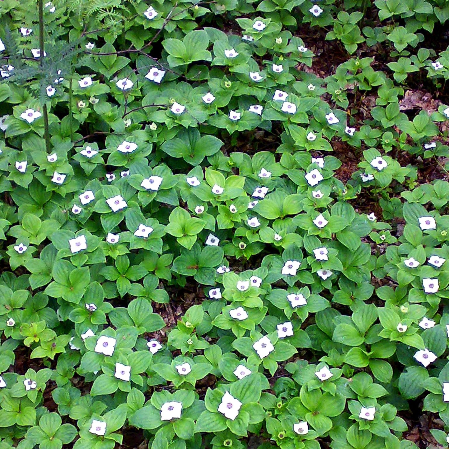Teppich-Hartriegel (Cornus canadensis)
